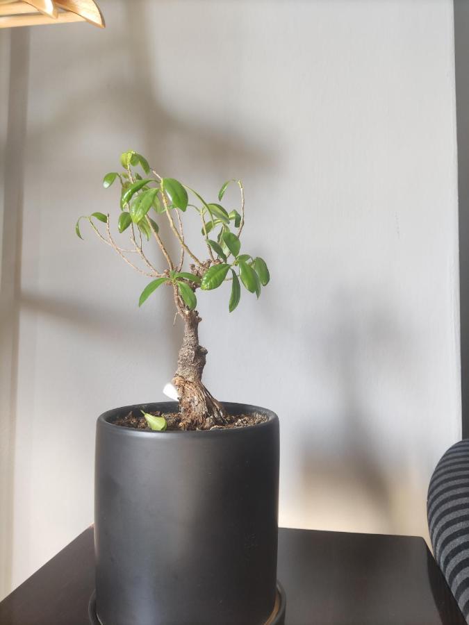 Koa Studio 1 科尔察 外观 照片